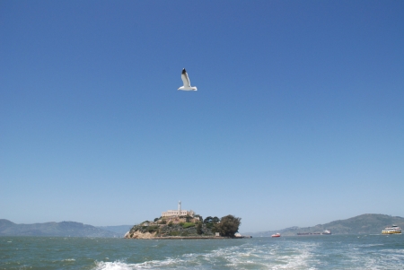 La mouette d'Alcatraz