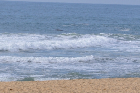 La baleine de Montara