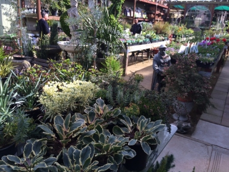 7 Adorable Plant Shops & Nurseries Near You in Phoenix - UrbanMatter  Phoenix in 2022 - Small nurseries, Garden nursery, Plants