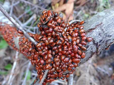Ladybugs 10
