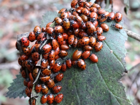 Coccinelles 3