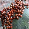 Coccinelles 3