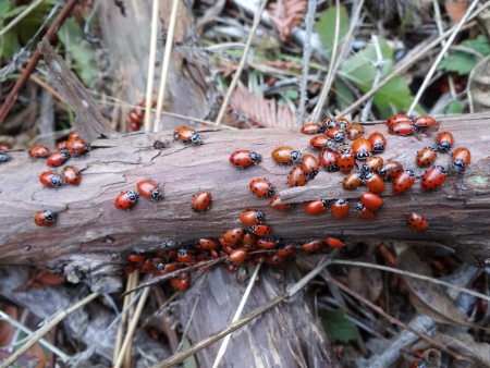 Ladybugs 5