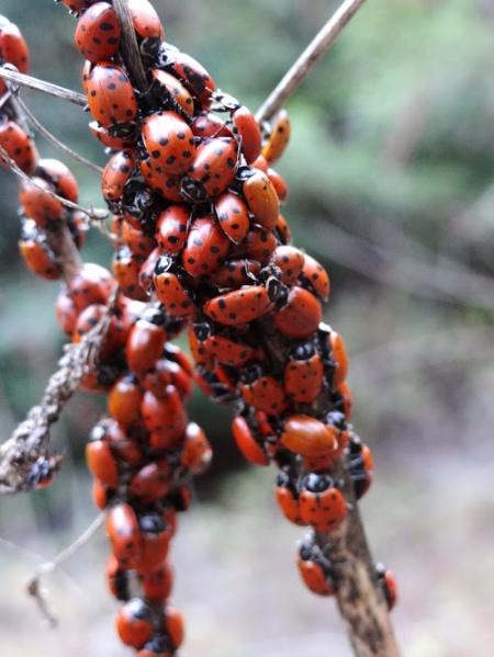 Coccinelles 7