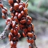 Coccinelles 7