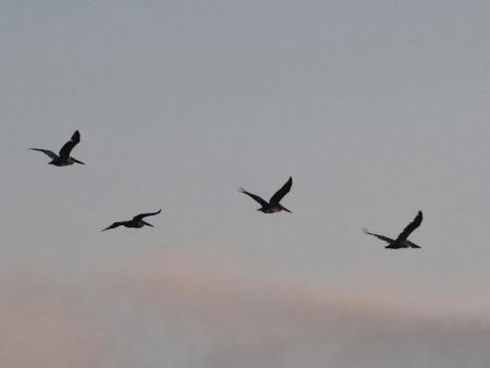 LES PELICANS EN OBSERVATION