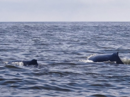 LA BALEINE EN NATATION SYNCHRONISEE