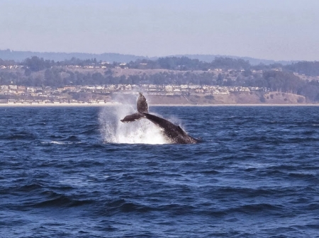 LA MER, QU'ON VOIT DANSER...