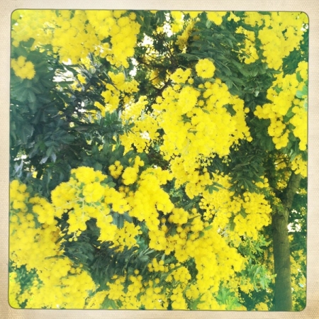 Mimosa