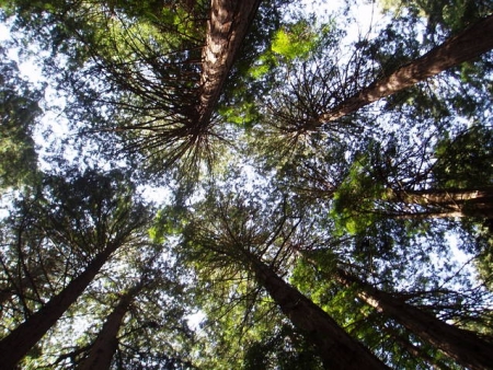 Muir woods